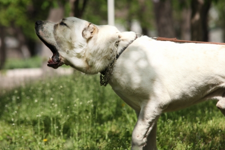 Central Asian Shepherd Dogの写真素材