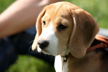Little beagle puppy First Huntingの写真素材