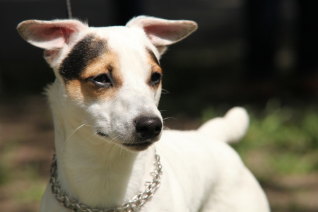 Jack Russell Terrier portraitの写真素材