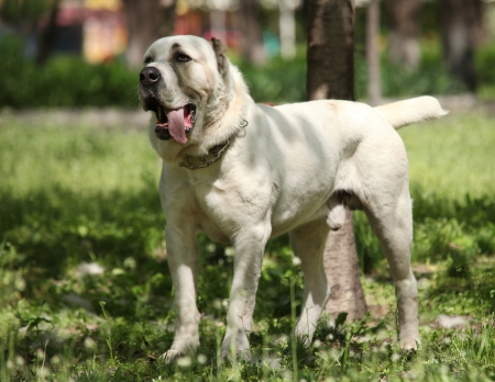 Central Asian Shepherd Dogの写真素材