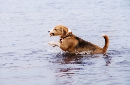 Active young beagle dog runs in the waterの写真素材