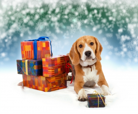 Young beagle with presents christmasの写真素材