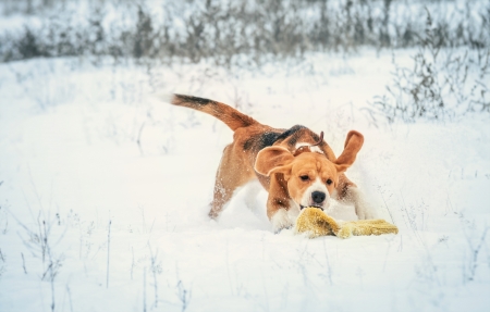 Young beagle runs for a lost masterの写真素材