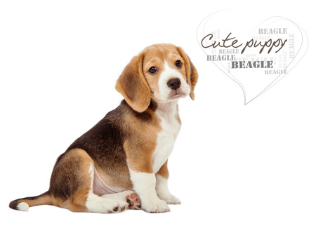 Adorable little beagle puppy on white の写真素材