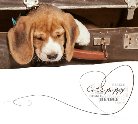 Little beagle puppy came out from old suitcaseの写真素材