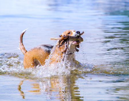Swiming beagleの写真素材
