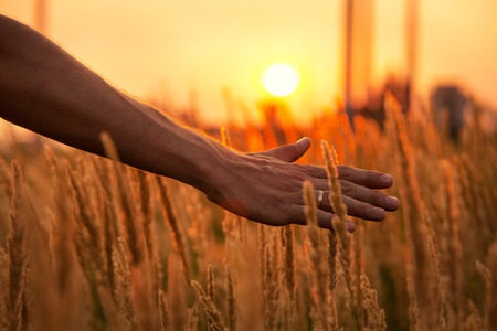 Man s hand among grass on the field at sunsetの写真素材