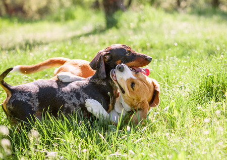 Dachshund and beagle playing together in grassの写真素材