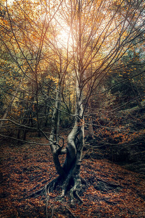 Curved tree in the autumn forest