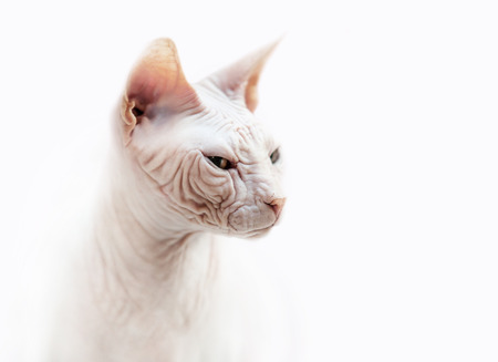 Sphinx cat emotional portraitの写真素材