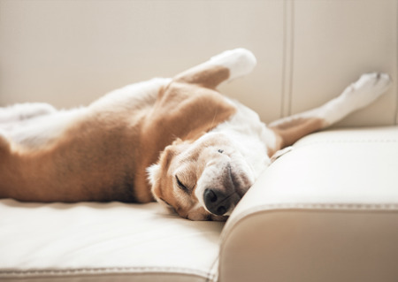 Sleeping beagle on sofaの写真素材