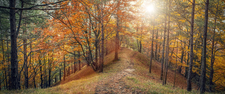 Autumn forest panoramaの写真素材