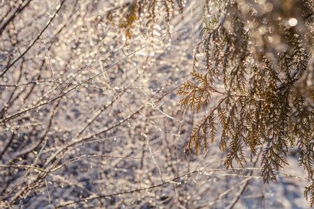 Spring drops backgroundの写真素材