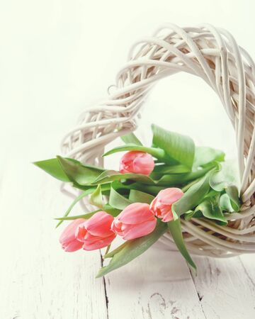 Tender pink tulipsの写真素材