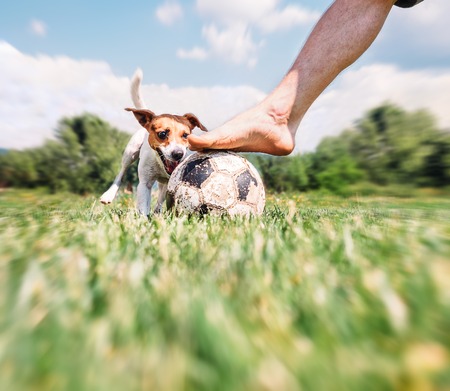 Jack Russel terrier play with his owner with futball ballの写真素材