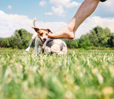 Jack Russel terrier play with his owner with futball ballの写真素材