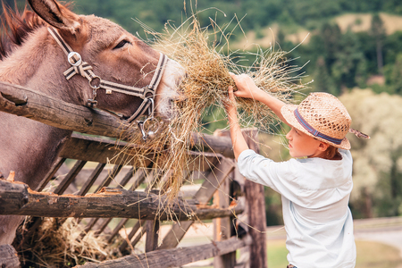 Boy helps to feed a donkey on the farmの写真素材