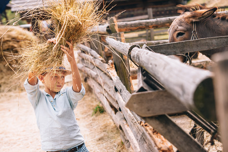Boy help to feed a donkey at the farmの写真素材