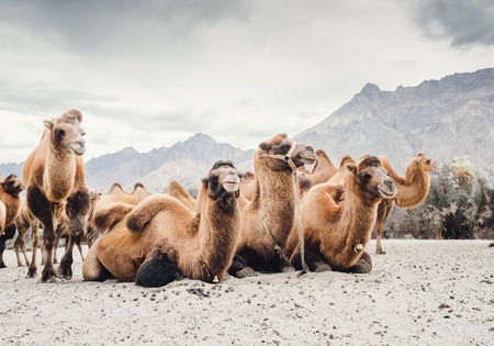 Herd of camels on the sands of Nubra valley, Indiaの写真素材