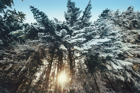 Sunset in snow forest near Zakopane, Polandの写真素材