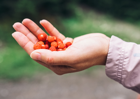 Close up image a handful  wild strawberry in woman handの写真素材