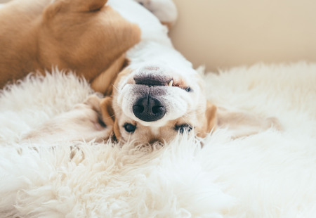 Funny beagle dog portrait lying on the natural sheepskin furの写真素材