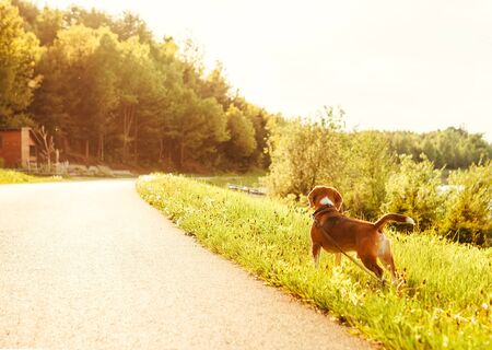 Lost beagle dog with leash looks on empty roadの写真素材