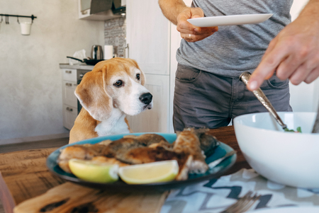 Beagle carefuly looking how the dinner prepareの写真素材