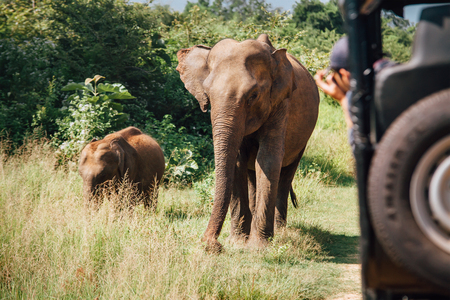 Elefants safari in National Nature Park Udawalawe in Sri Lankaの写真素材