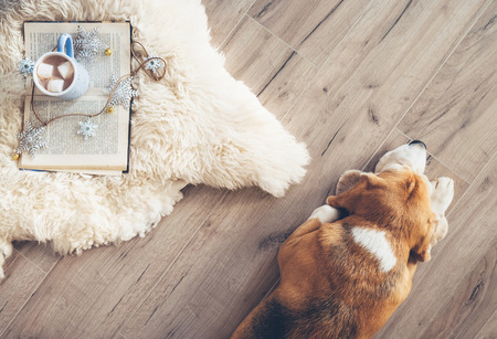 Beagle lies on the laminat floor near the sheepskin carpet with book and mug of hot chocolateの写真素材