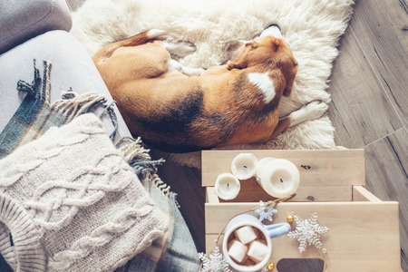 Cozy home, beagle sleeps at the floor in living room, Christmas atmosphereの写真素材