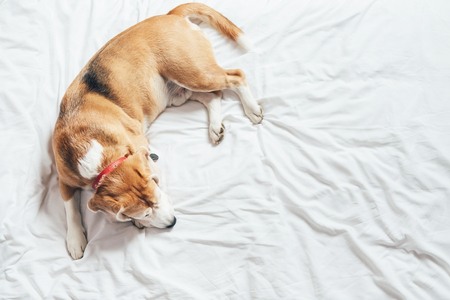 Beagle dog sleeps on the clear white bed sheet top viewの写真素材