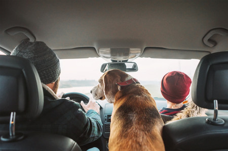 Father with son and beagle dog traveling together by auto rear seats wide angle shootの写真素材