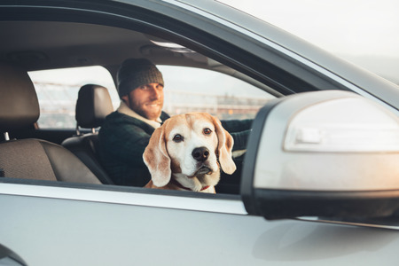 Fanny beagle dog looks out fron window when travel with his owner by the carの写真素材