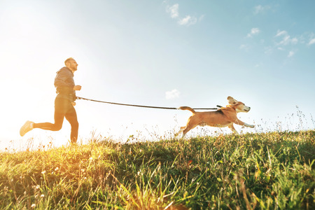 Canicross exercises. Man runs with his beagle dog. Outdoor sport activity with pet