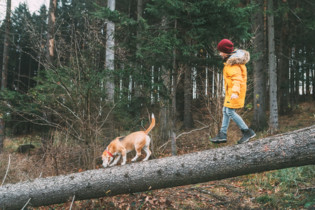 Boy in bright yellow parka walks with his beagle dog in pine forest on the falling treeの写真素材