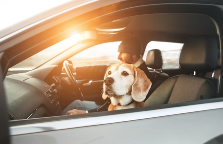 Warm dressed man enjoying the modern car driving with his beagle dog sitting on the co-driver passenger seat.の写真素材