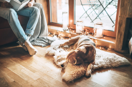 Man reading book on the cozy couch near slipping his beagle dog on sheepskin in cozy home atmosphere. Peaceful moments of cozy home concept image.