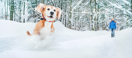 Active beagle dog running in deep snow. Winter walks with pets concept image.の写真素材