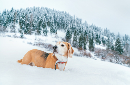 Beagle dog in deep snow portrait on the snow field at mountain with spruce forest background.の写真素材
