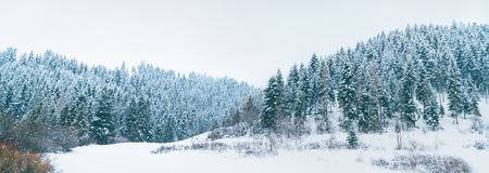 Snowy pine forest panorama at High Tatra mountains, Slovakiaの写真素材