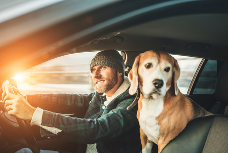 Man riding a car and his beagle dog sit inside with himの写真素材