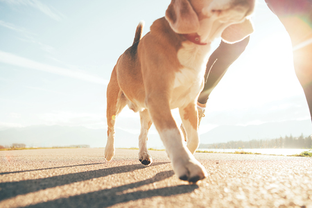 Running dog paws and man legs close up imageの写真素材