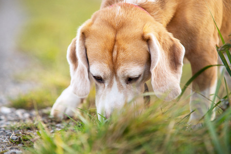 Sniffing beagle puppy searching something in grassの写真素材