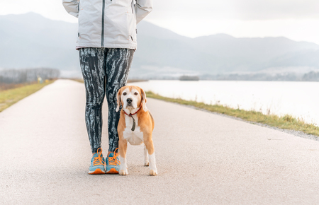 Dog training process after the morning joggingの写真素材