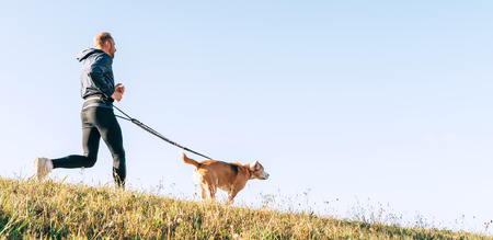 Canicross exercises. Man jogging with his beagle dog at sunny morningの写真素材