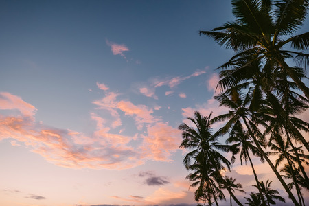 Palm trees crones on sunset   skyの写真素材