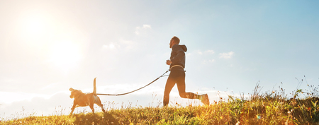 Canicross exercises. Man runs with his beagle dog at sunny morning