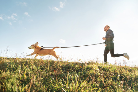 Canicross exercises. Man runs with his beagle dog. Outdoor sport activity with petの写真素材