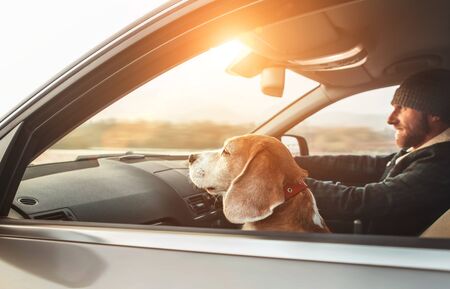 Man riding a car and his beagle dog sit inside with him. Travel with pets concept image.の写真素材